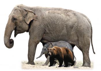 yellowstone vs. the serengeti
