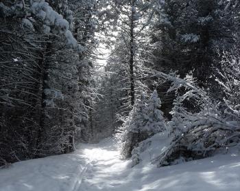 nordic, winter trail, cross country skiing