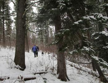 hiking, bozeman, trails, winter