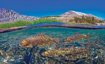 cutthroat conservation bozeman montana