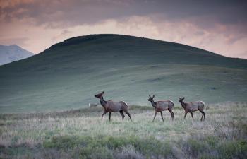 wildlife watching lamar valley yellowstone national park