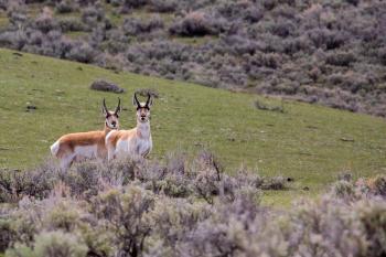 wildlife watching lamar valley yellowstone national park
