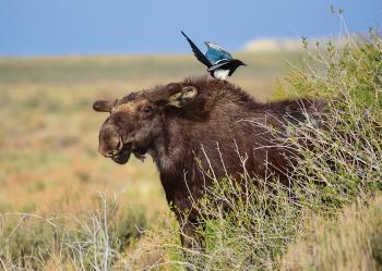 moose, montana, conservation, wildlife, nature, Outside Bozeman Magazine, Fall 2022