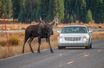 Moose crossing road
