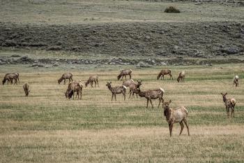 elk in field