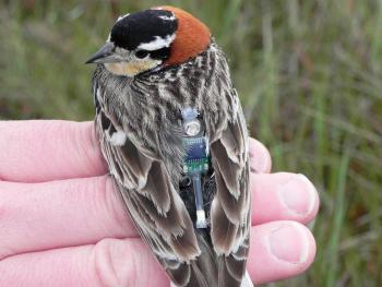 Bird with tag