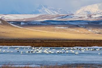 birds, waterfowl, migration