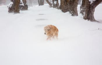 pets, pet safety, winter, frostbite, dog, poisoning