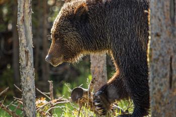 grizzlies, yellowstone, wildlife, yellowstone park