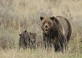 Grizzly bear montana