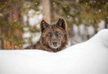 wolves, yellowstone, wolf pack