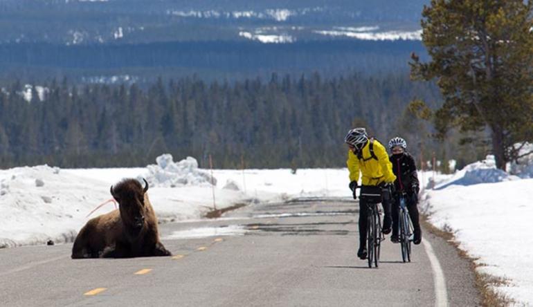 biking, yellowstone, buffalo
