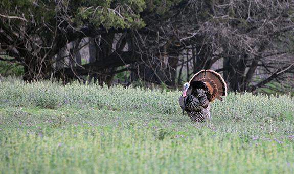 turkey gobbler