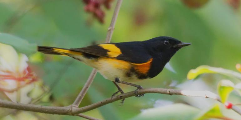 High Country Birding with the Sacajawea - Events Springbirdingseries 