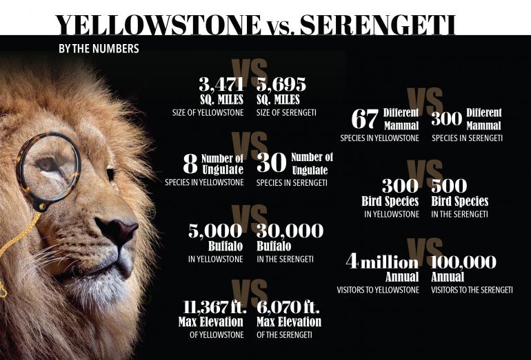 by the numbers yellowstone vs. the serengeti
