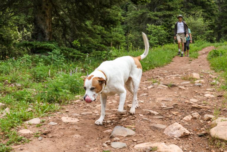dog, hiking, trails
