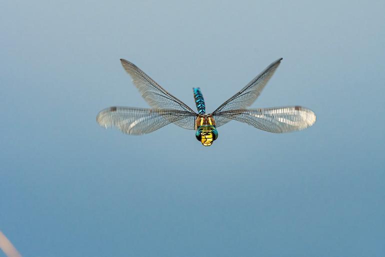 【ジャパメタ激レア！】DRAGON FLY/Demonstration 1 Iridescent Dragonfly Model – 155-Piece DIY Kit with Color-Shifting