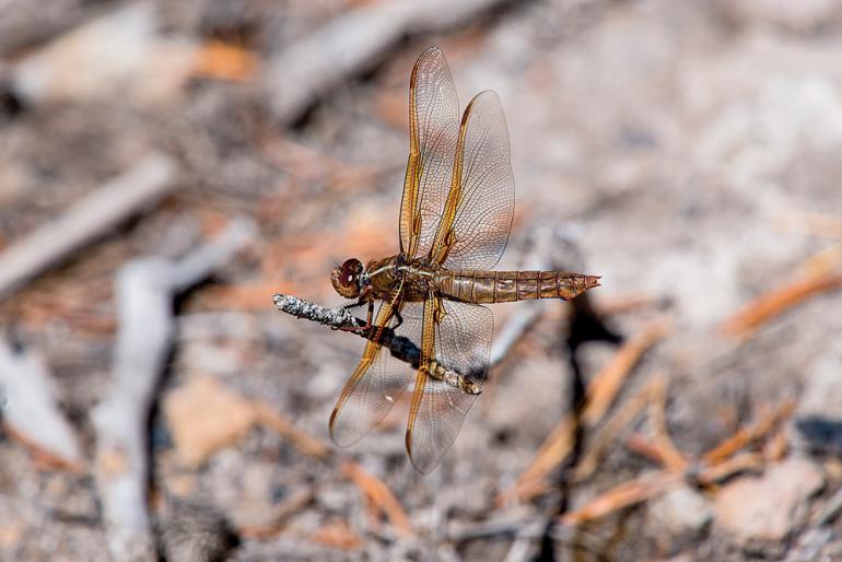 flame-skinner dragonfly