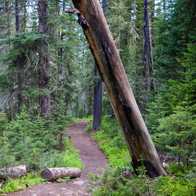 Hyalite Creek Trail, hiking, trail running