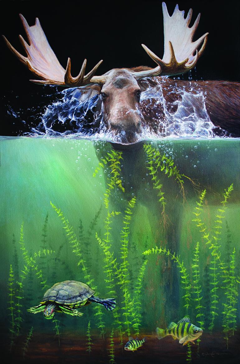 moose, river, water