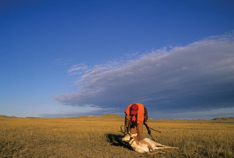 antelope kill, hunting