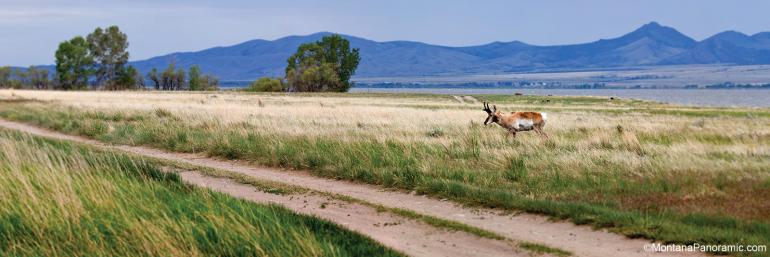 antelope, pronghorn, hunting