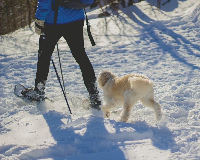 snowshoeing, winter, dog