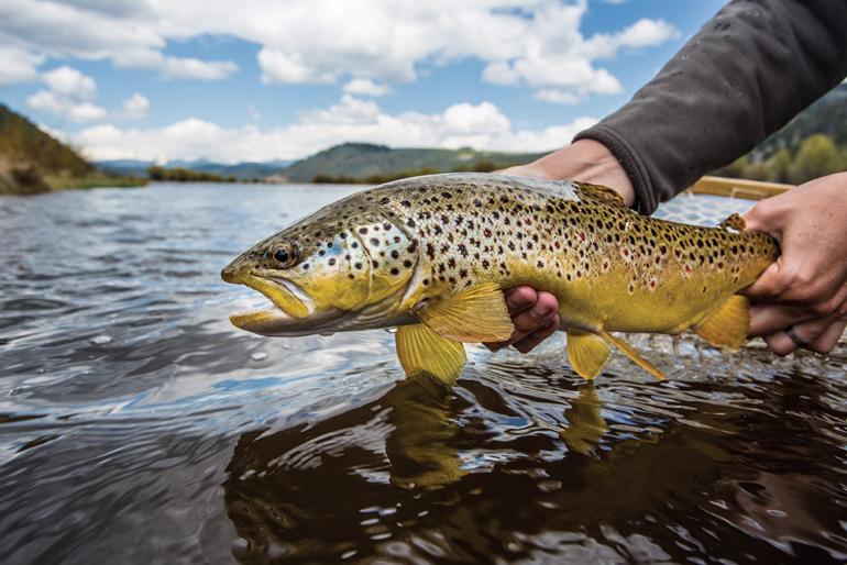 brown trout, fishing, river