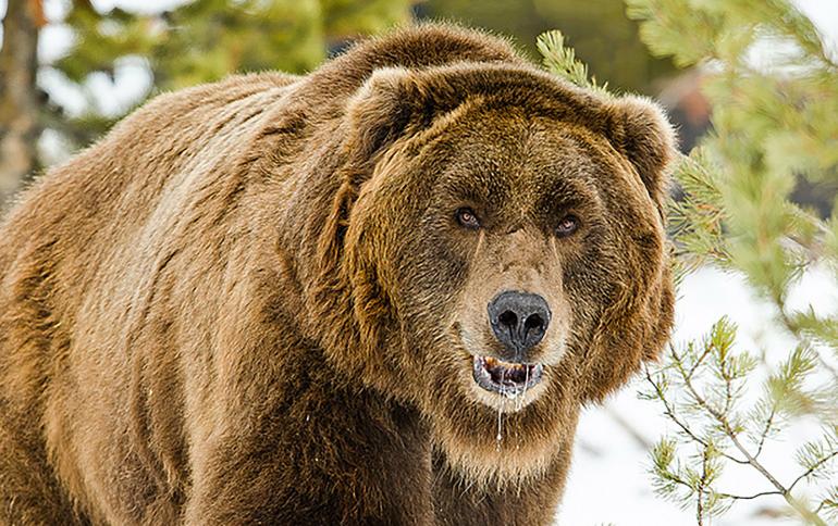 bears, grizzly, safety