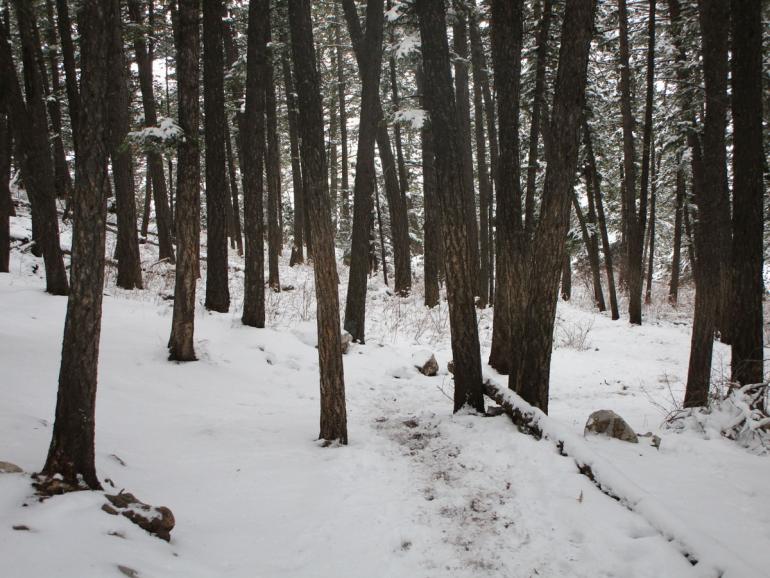 Trails, drinking horse, bozeman, winter