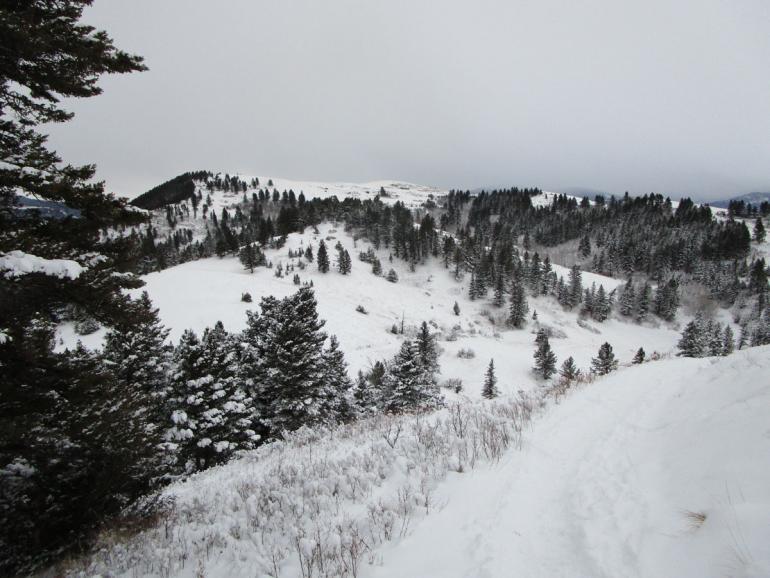 Trails, drinking horse, bozeman, winter