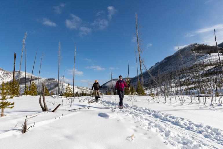 winter, trails, nordic, cross country skiing, yellowstone national park