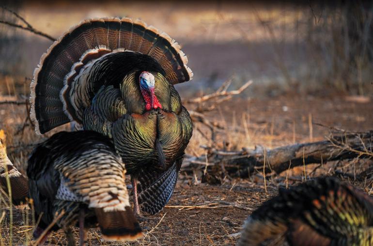 turkey hunting calling vs. stalking