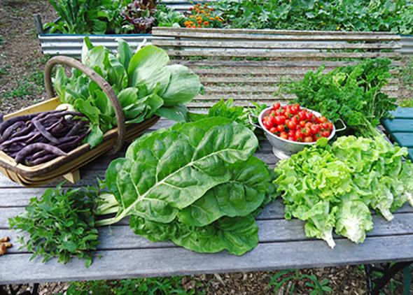 fresh garden vegetables