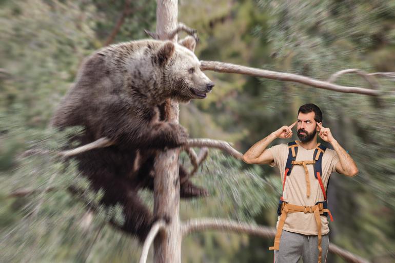 bear encounter bozeman montana