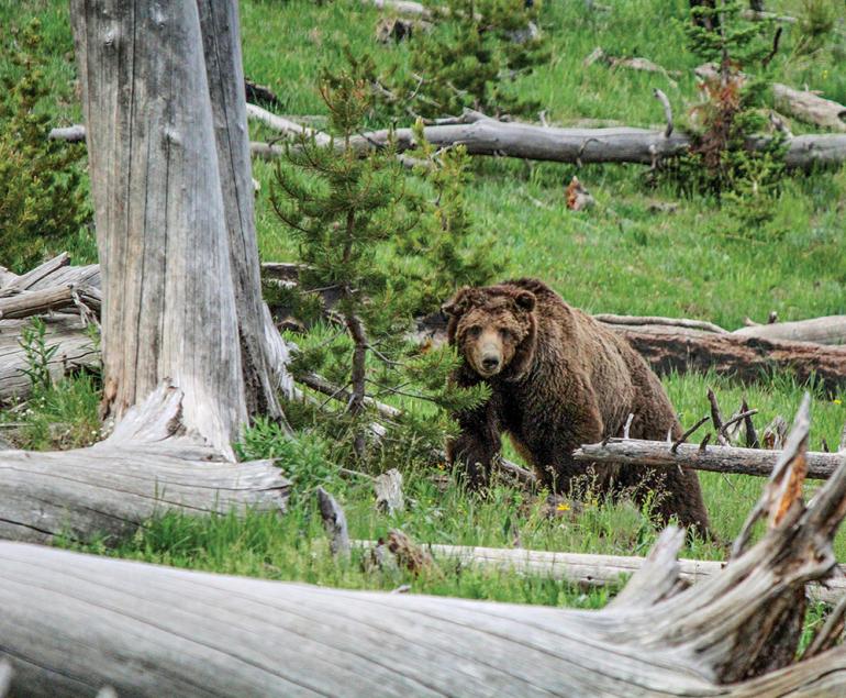 grizzly bear whitebark pine relationship