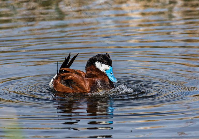 photographing the ruddy duck rut