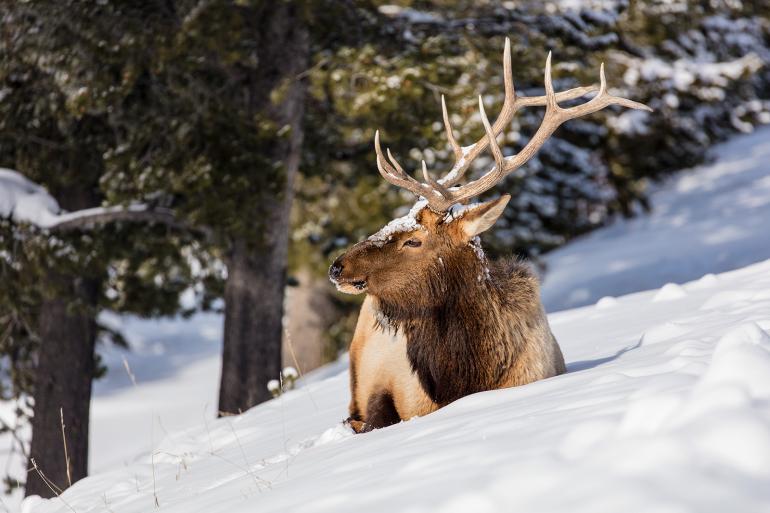 elk bedded in snow