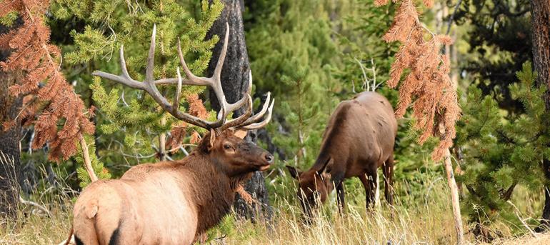 bull elk, public land, hunting, montana, big-game hunting