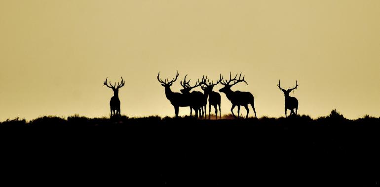 montana, wildlife management, hunting, elk, big game, public land