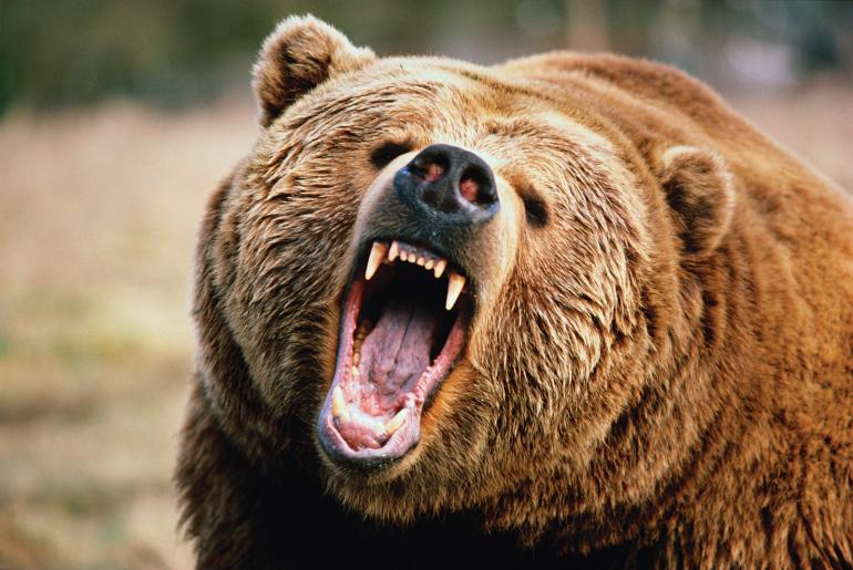 angry bear