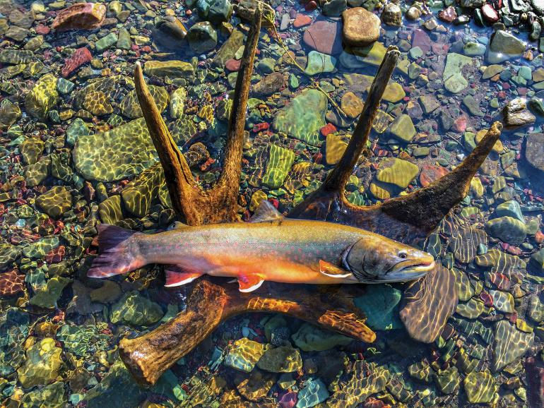 trout, montana, Trout Unlimited, Madison-Gallatin, bozeman, conservation