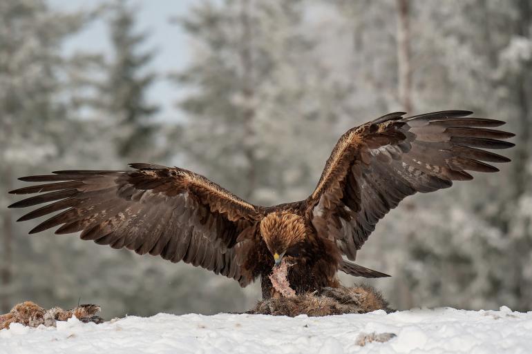 golden eagle, montana, non-lead ammo, hunting, raptors, ammunition, birds of prey