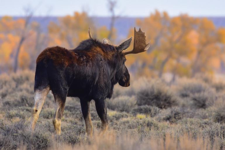 Montana, conservation, Bozeman, big game, moose