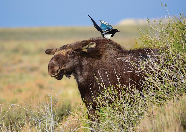 montana, conservation, wildlife, moose, bozeman