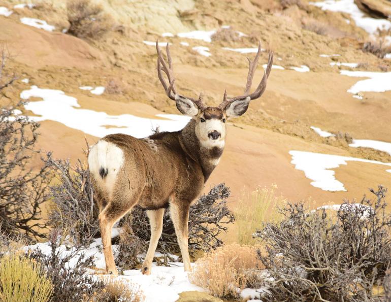 mule deer, stalk hunting guide, montana, muley