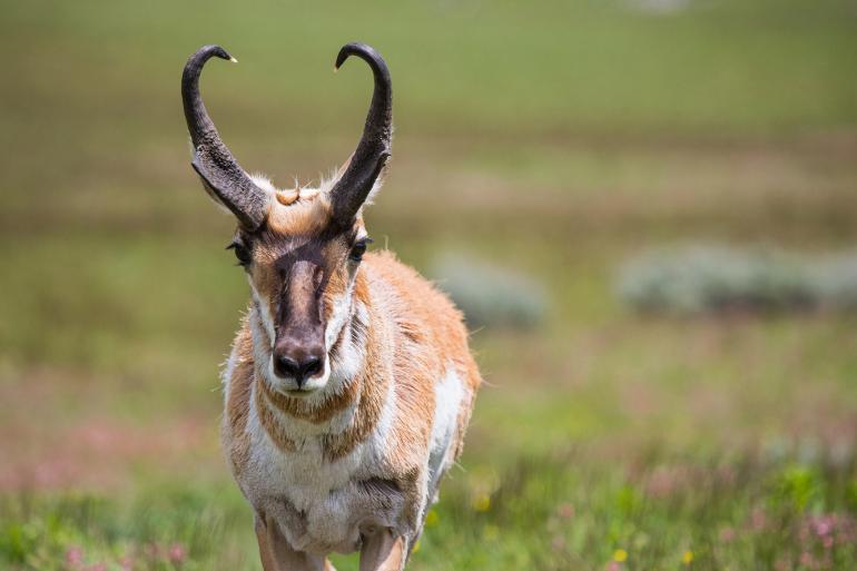pronghorn, antelope, stalk hunting guide, montana