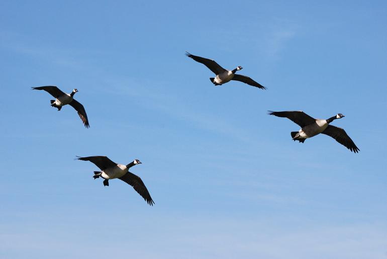 canada geese hunting stalk