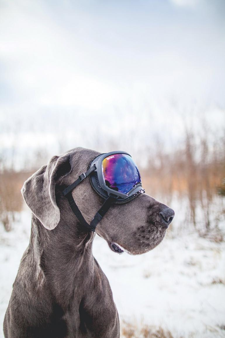 dog, montana, bozeman, goggles, ski