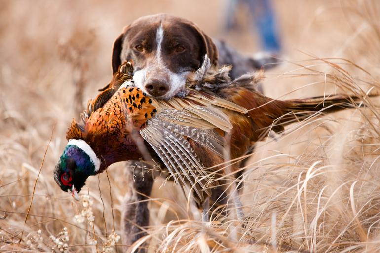 Dog with Pheasant